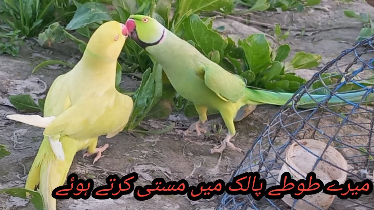 میرے طوطے پالک میں مستی کرتے ہوئے #parrot #talkingparot #viralvideos #greenparrot 