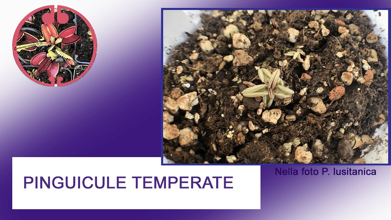 8#Pinguicule temperate, coltivazione invernale e composizione con gemme