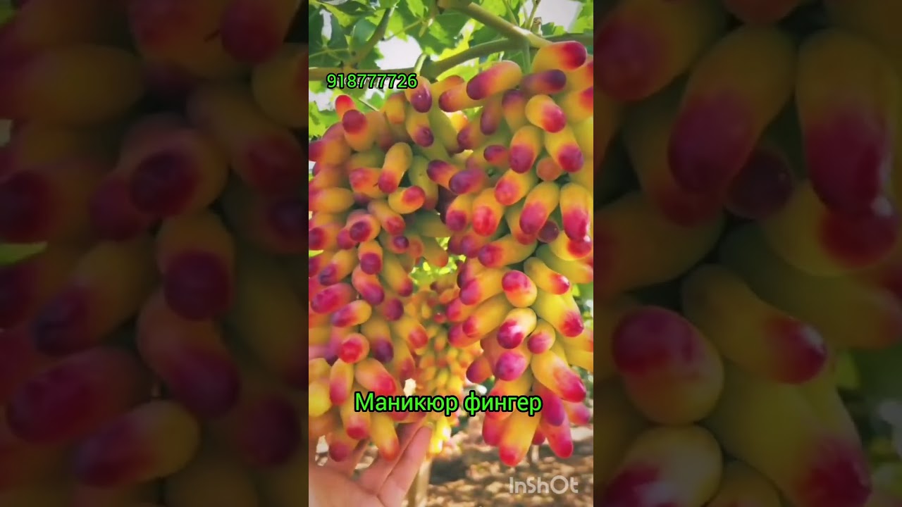 Ангури Япония Маникюр фингер ниҳол ва қаламча ватсап 918777726