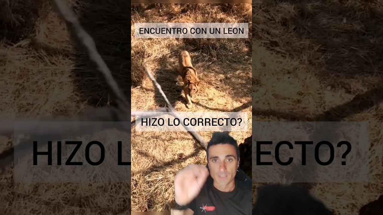 Encuentro con un le&oacute;n. hizo lo correcto?.#supervivencia #emergencia #sabiasque