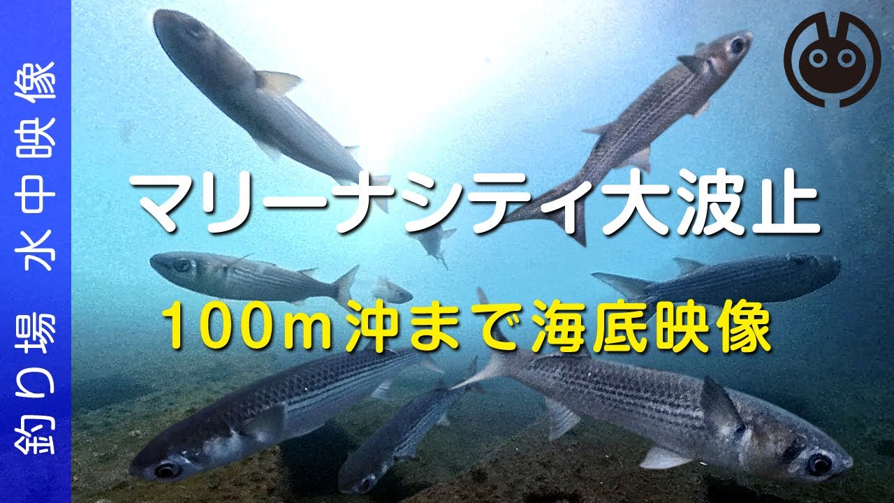 ヒラメ釣果ポイント海底映像/水中ドローン【和歌山 マリーナシティ 釣り】イカ・キジハタ等の姿も