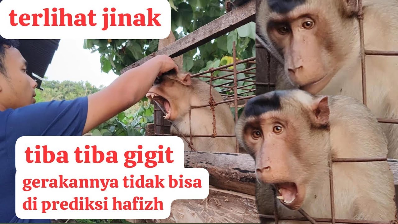 Rescue beruk yang terlihat jinak tapi aslinya brvt@al !!! tiba-tiba nyerang mendadak !!!