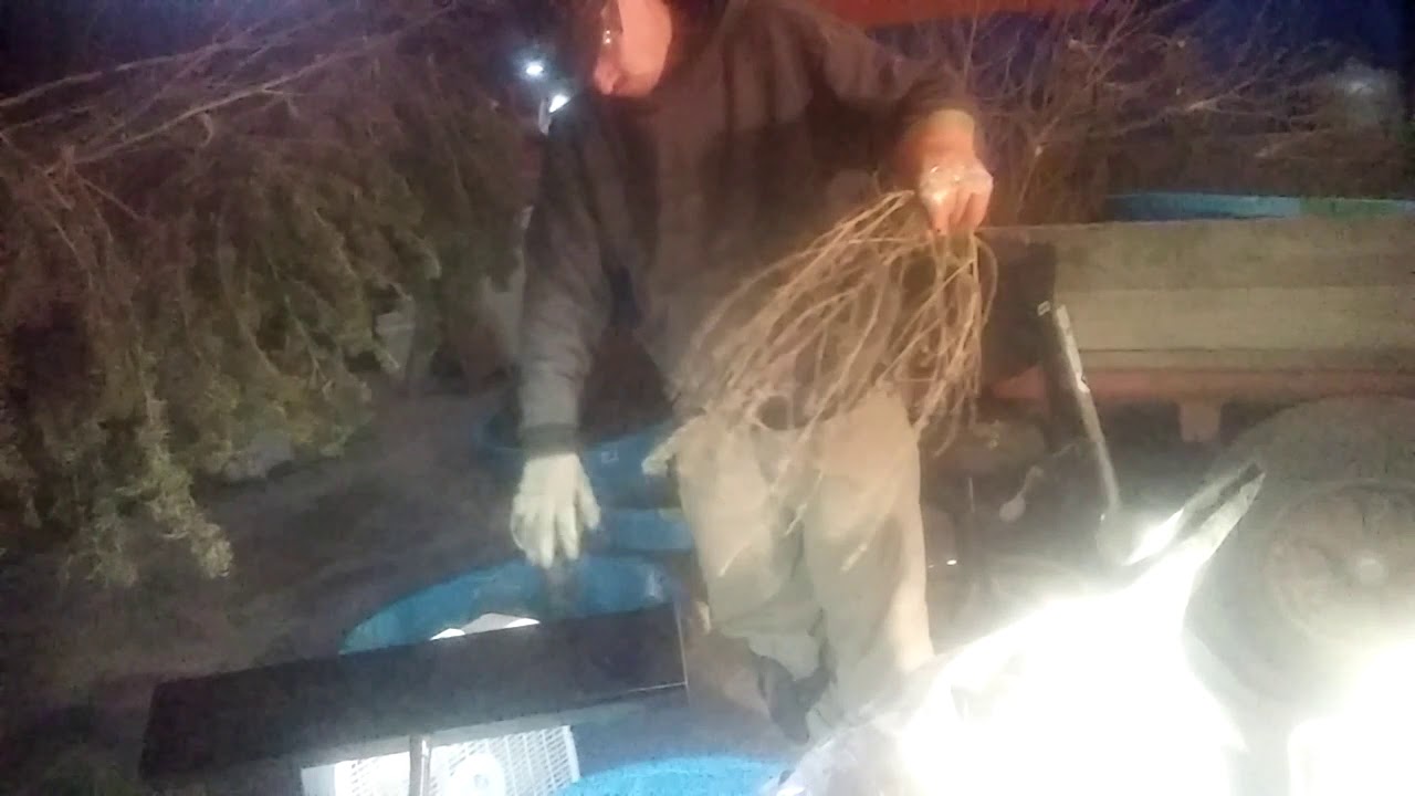 Hand shucking cannabis manually bucking hemp(1)