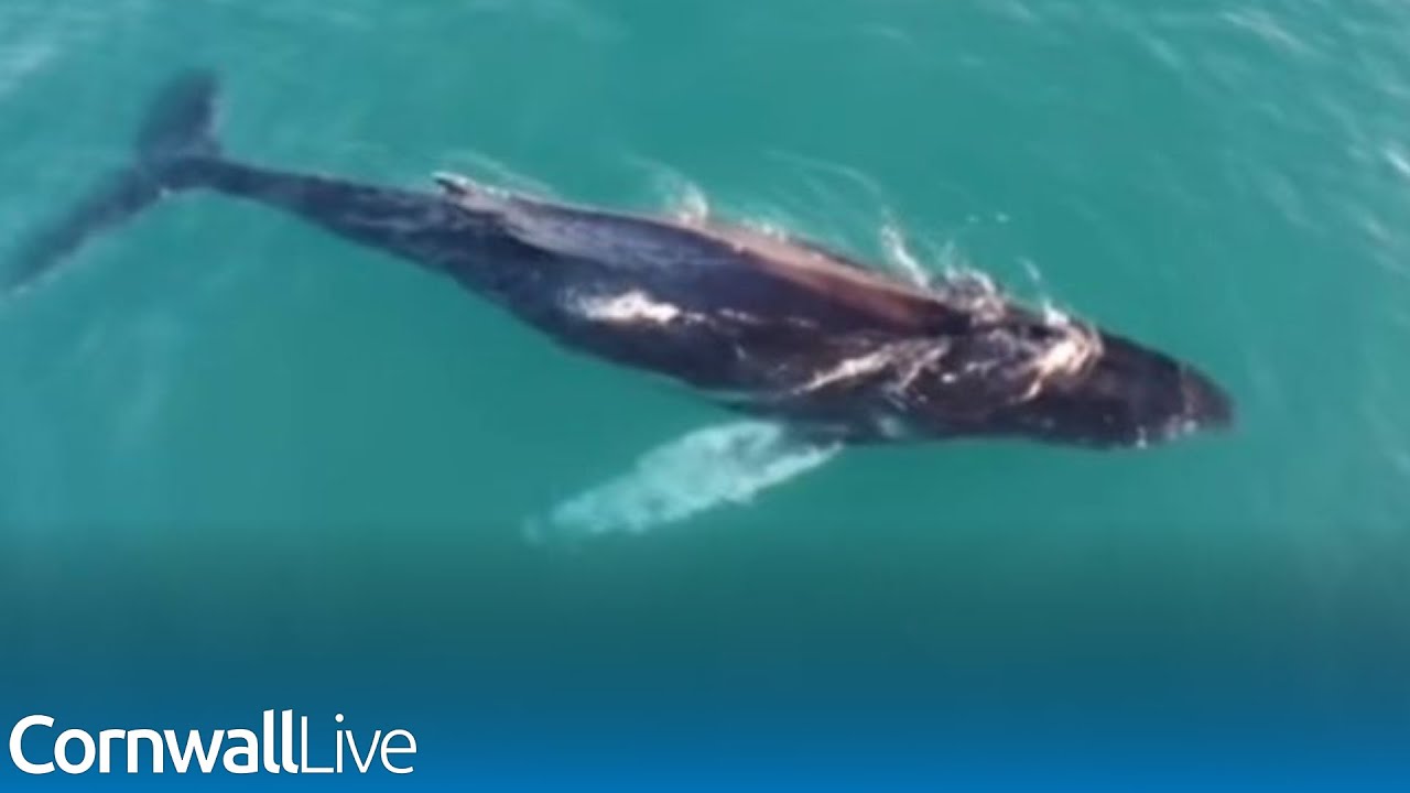 Incredible footage of humpback whales filmed off the Isles of Scilly