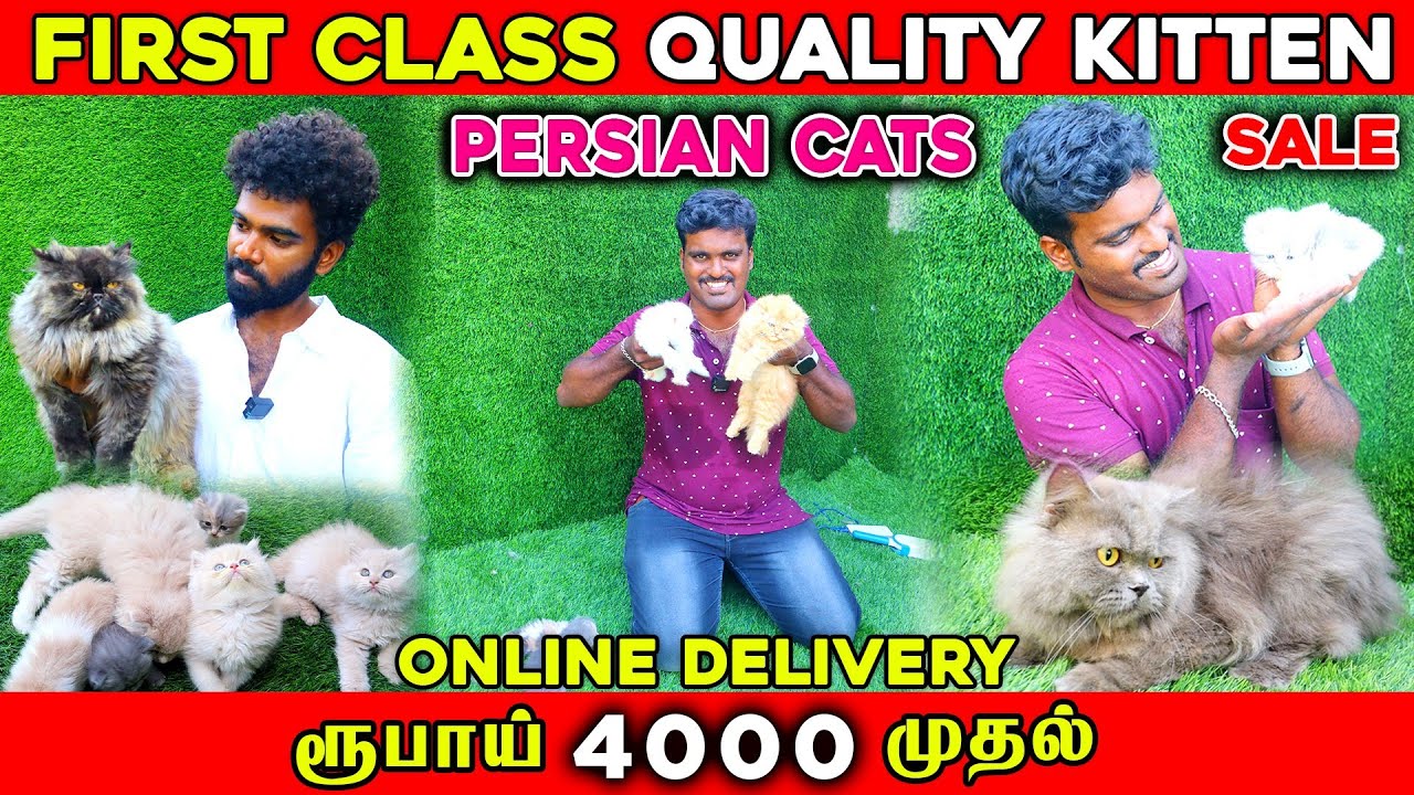 வித்யாசமான பூனை | Persian cat for sales |  Persian cat farm | Cat for sale | Cat market | Pet Market