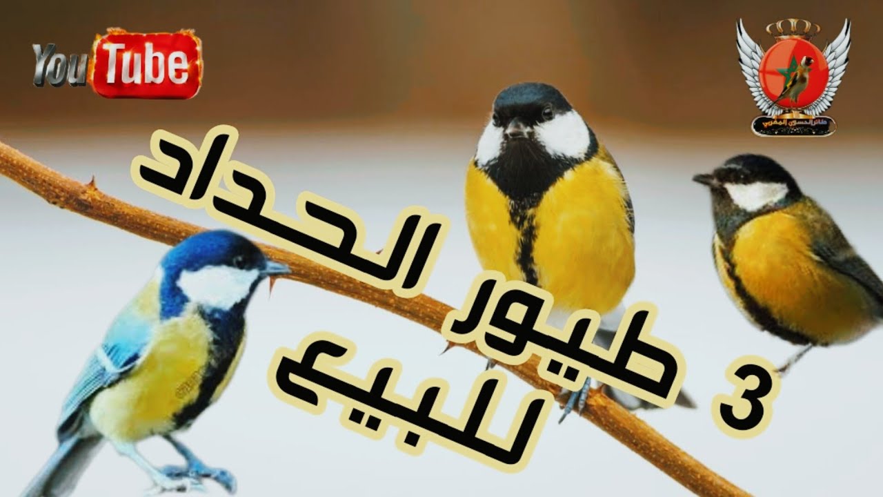 حداد ما شاء الله للبيع  وكاينين زوج خوتو تبارك الرحمان👌♥️0629945095