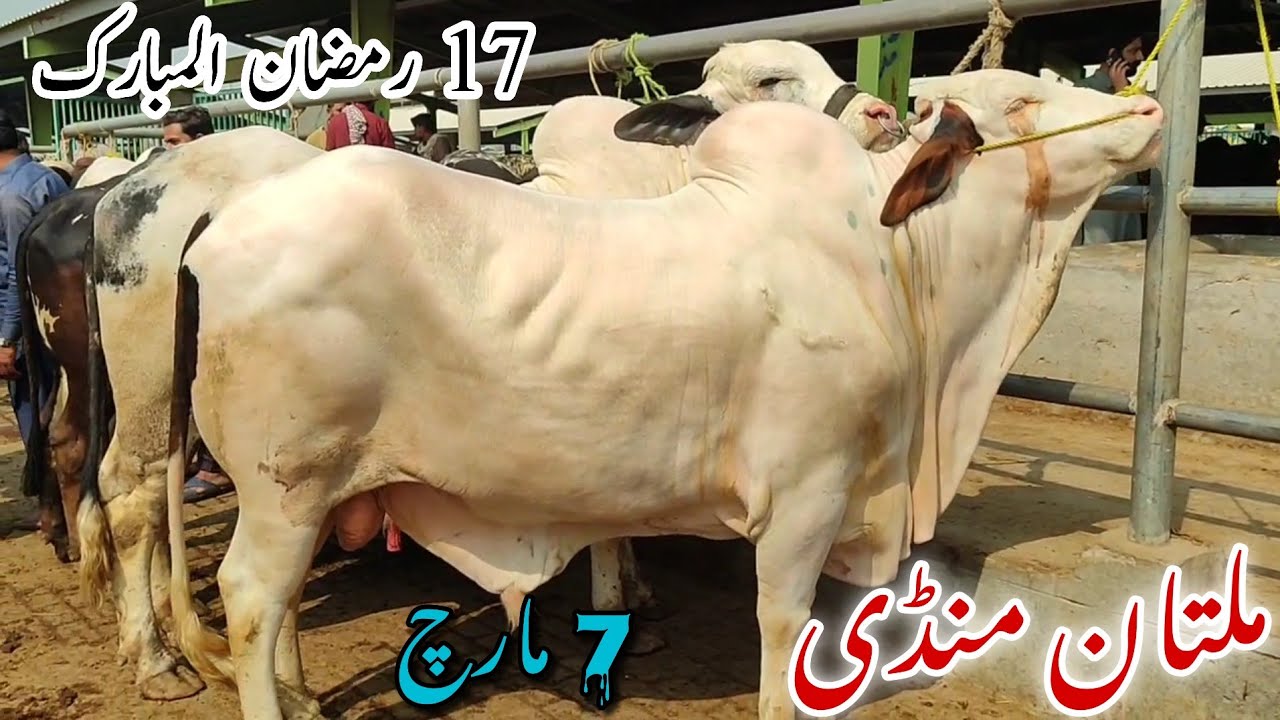 17 Ramzan Multan Cow Mandi Update | Mehngay Bail Ya Sasty Janwar? Qurbani 2026