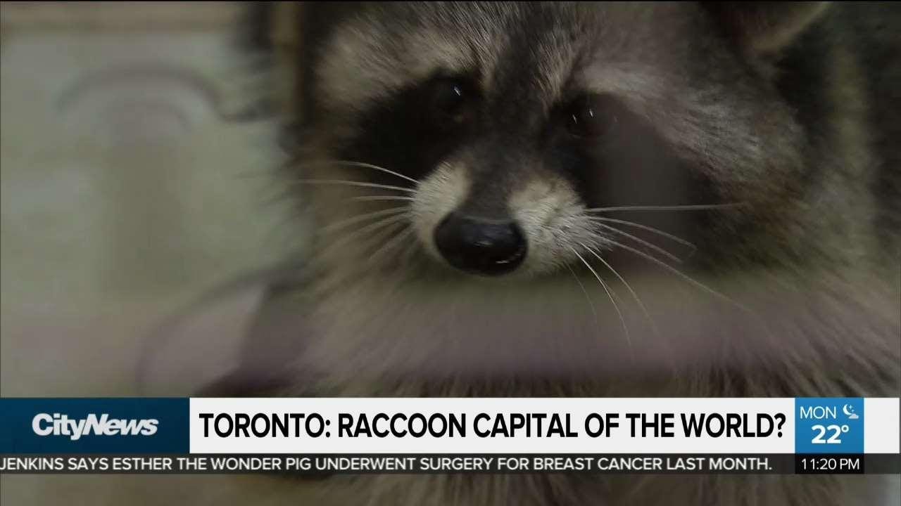 Toronto named raccoon capital of the world