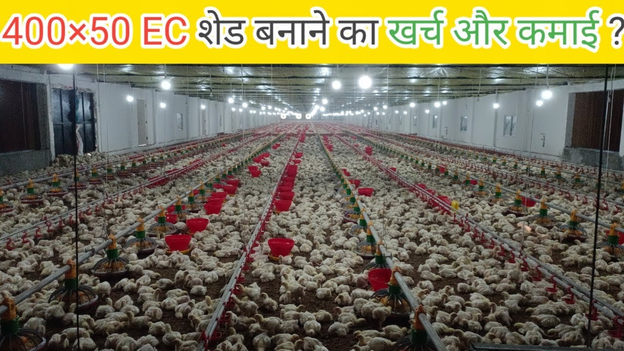 400×50 ft Fully closed EC shed Construction Cost||EC shed ||EC Poultry farm||KS Poultry||
