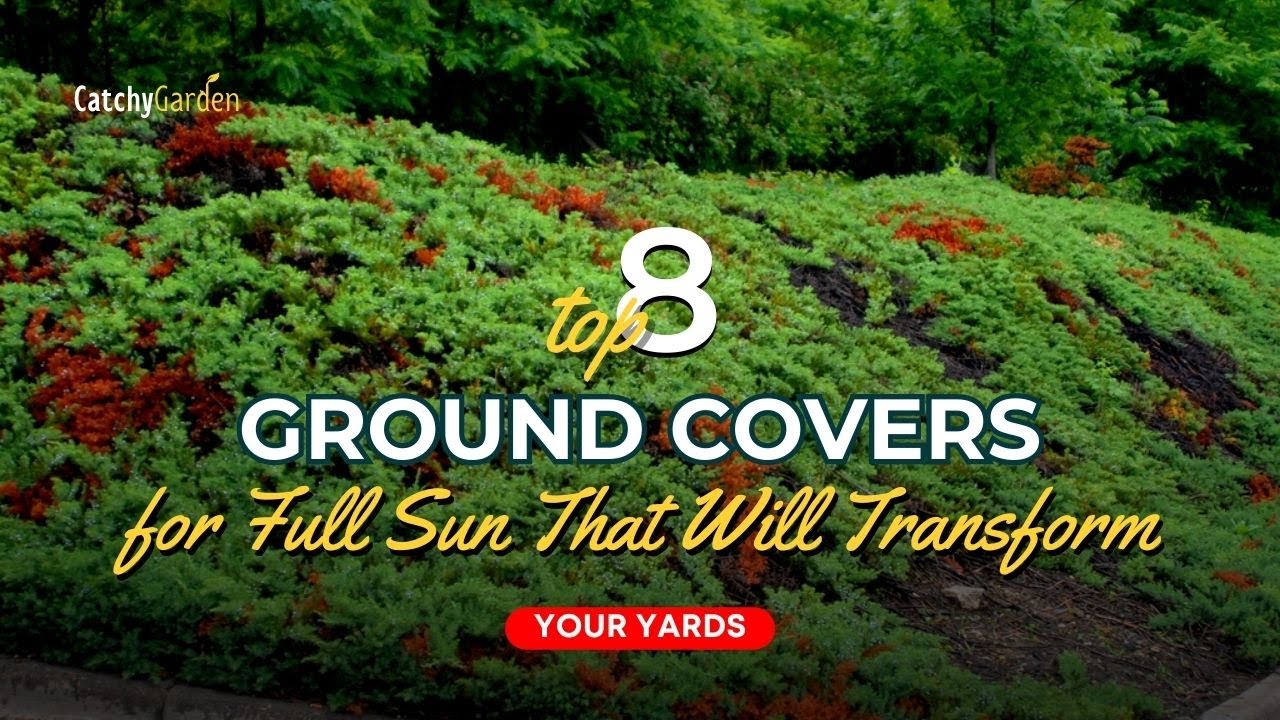 Top 8 Ground-Covers for Full Sun That Will Transform Your Yard 🍃🌸☀️ // Gardening Ideas