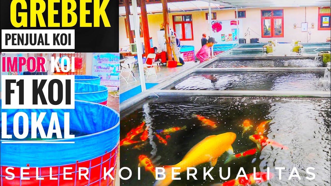 GREBEK GRIYA KOI! Penjual ikan koi impor,koi f1,koi lokal berkualitas didepansar bali part1