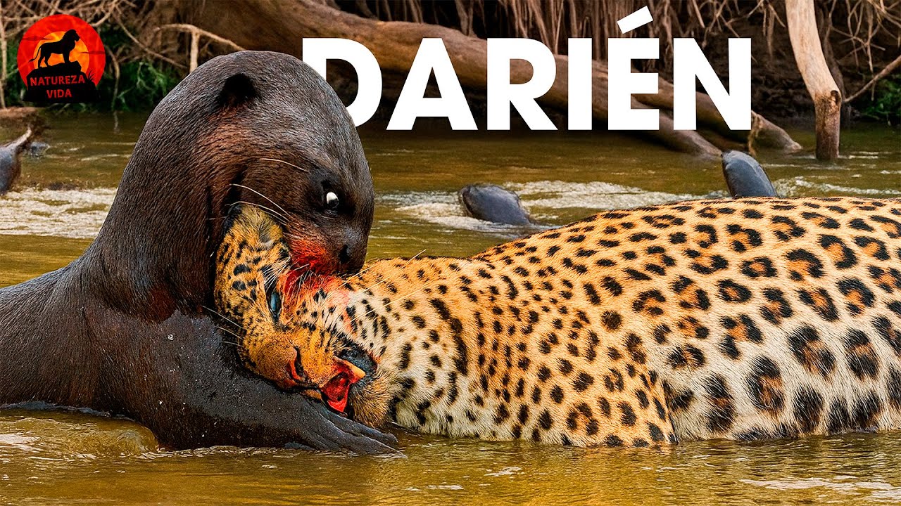 DARIÉN | Onde a Natureza Devora os Fracos #animaisselvagens | Natureza Vida