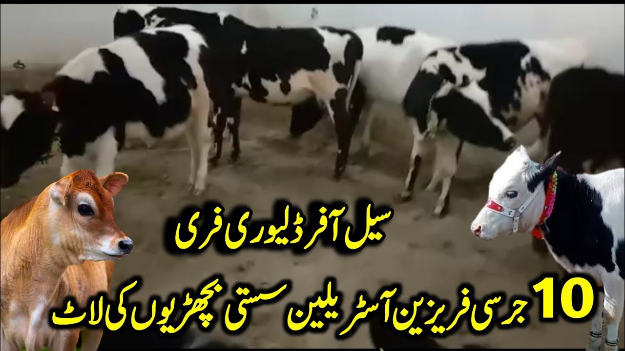 10 Friesian Jersey Australian Dutch Bachrian for Sale Location Shahzad Dairy Farm Attock
