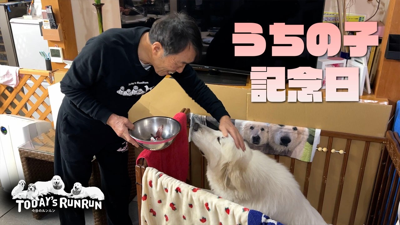 【うちの子記念日】家族になって1年が経ったリリーです　Great Pyrenees　グレートピレニーズ