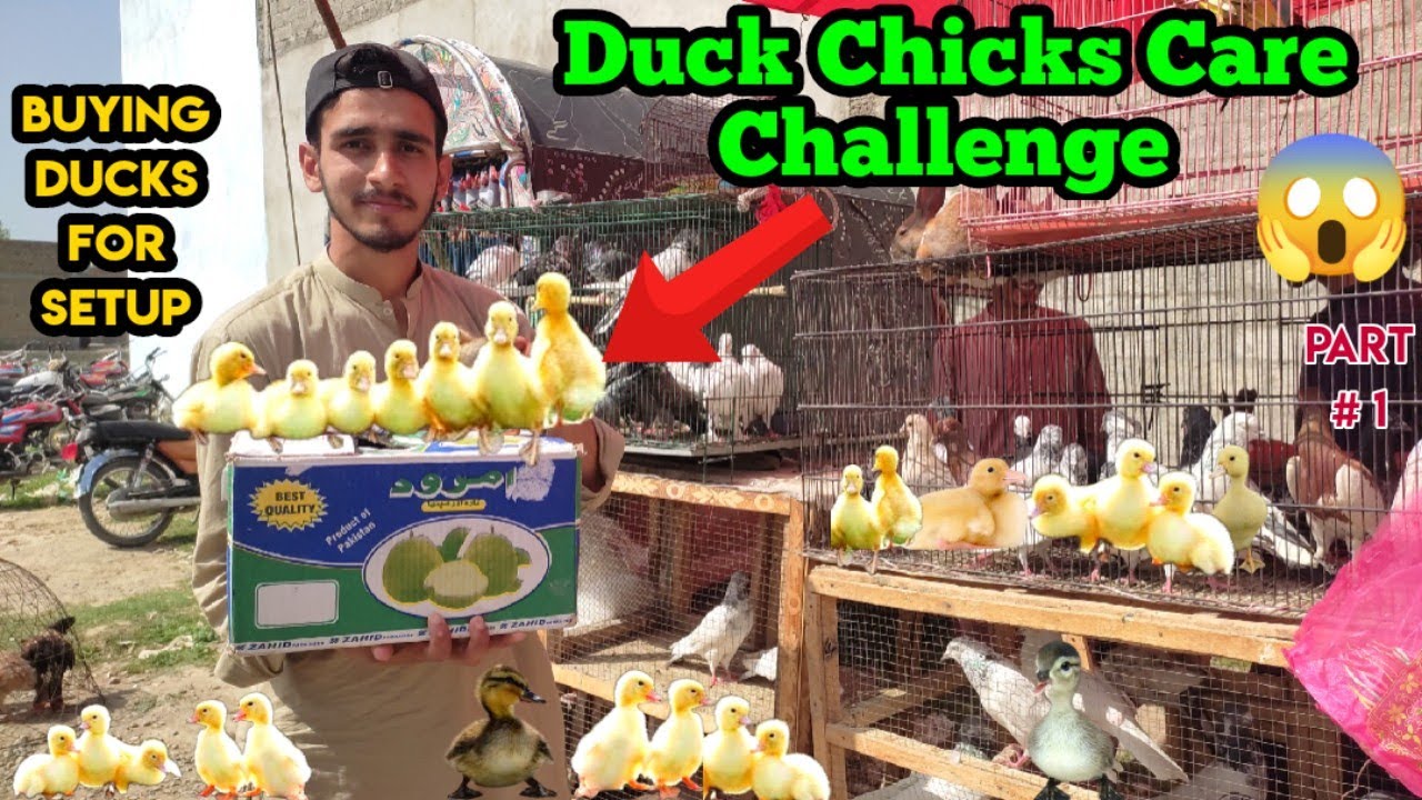 Ducks Babies Care Challenge 🐥 | Buying Ducks for Setup | Part # 1 | Pak Birds