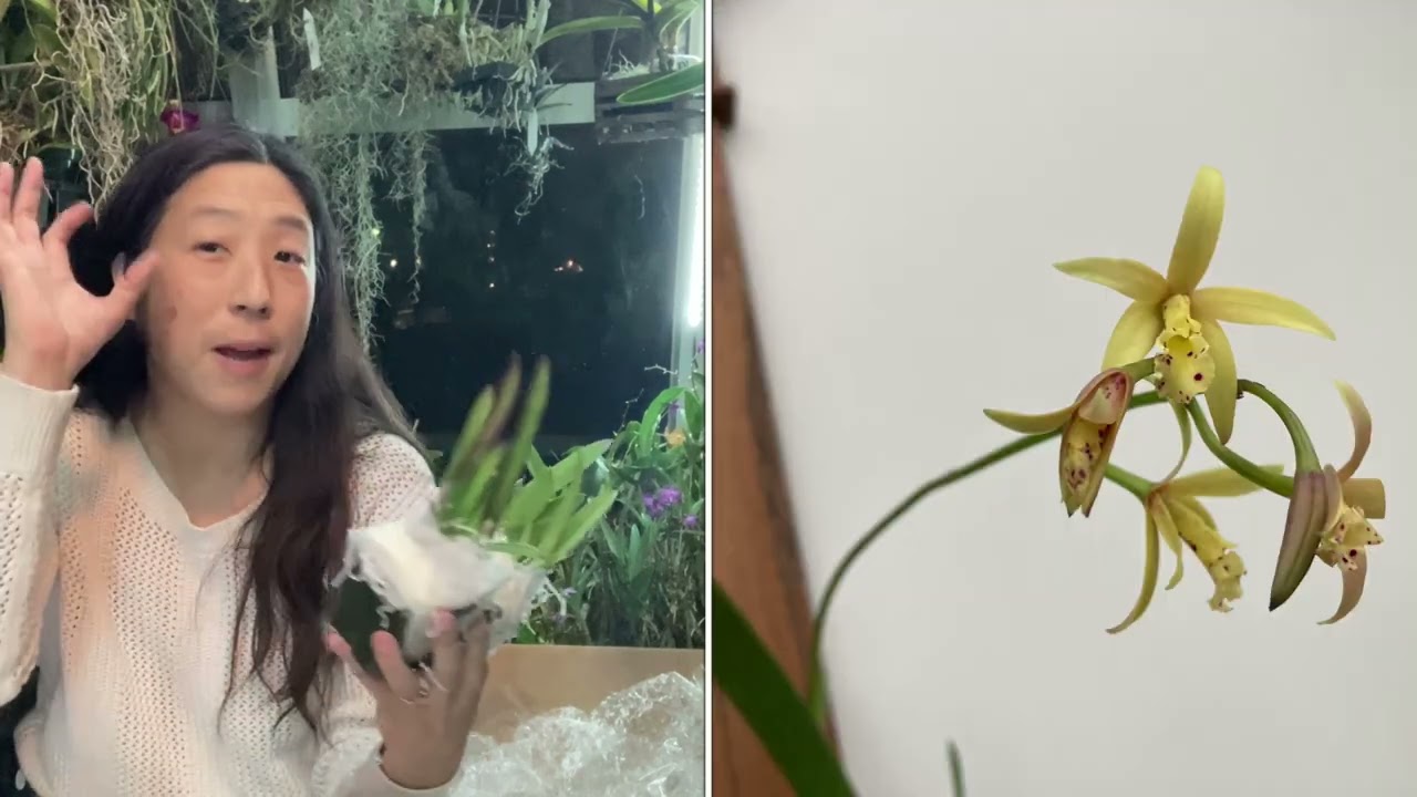 Охотники за орхидеями: каттлеи 2023 года от Sunset Valley Orchids