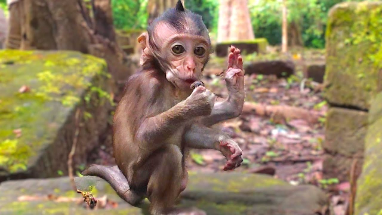 Younger Macaques Monkey