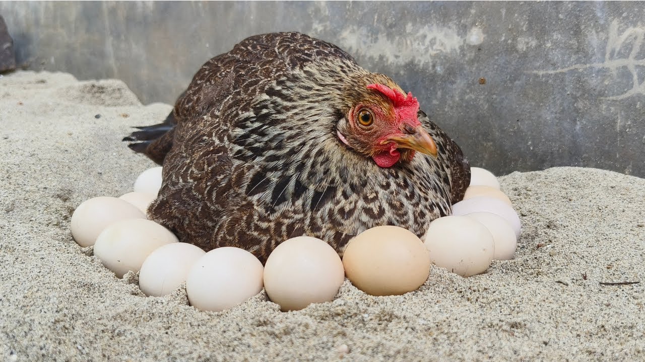 Hen hatching 8 eggs step by step - Hatching chickens from eggs naturally