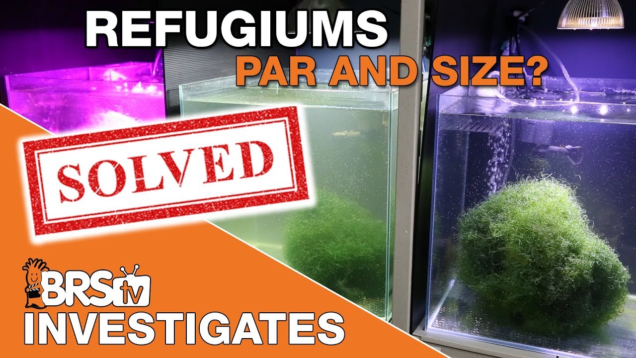 Testing Refugium Part I: What we found about PAR and refugium size! | BRStv Investigates