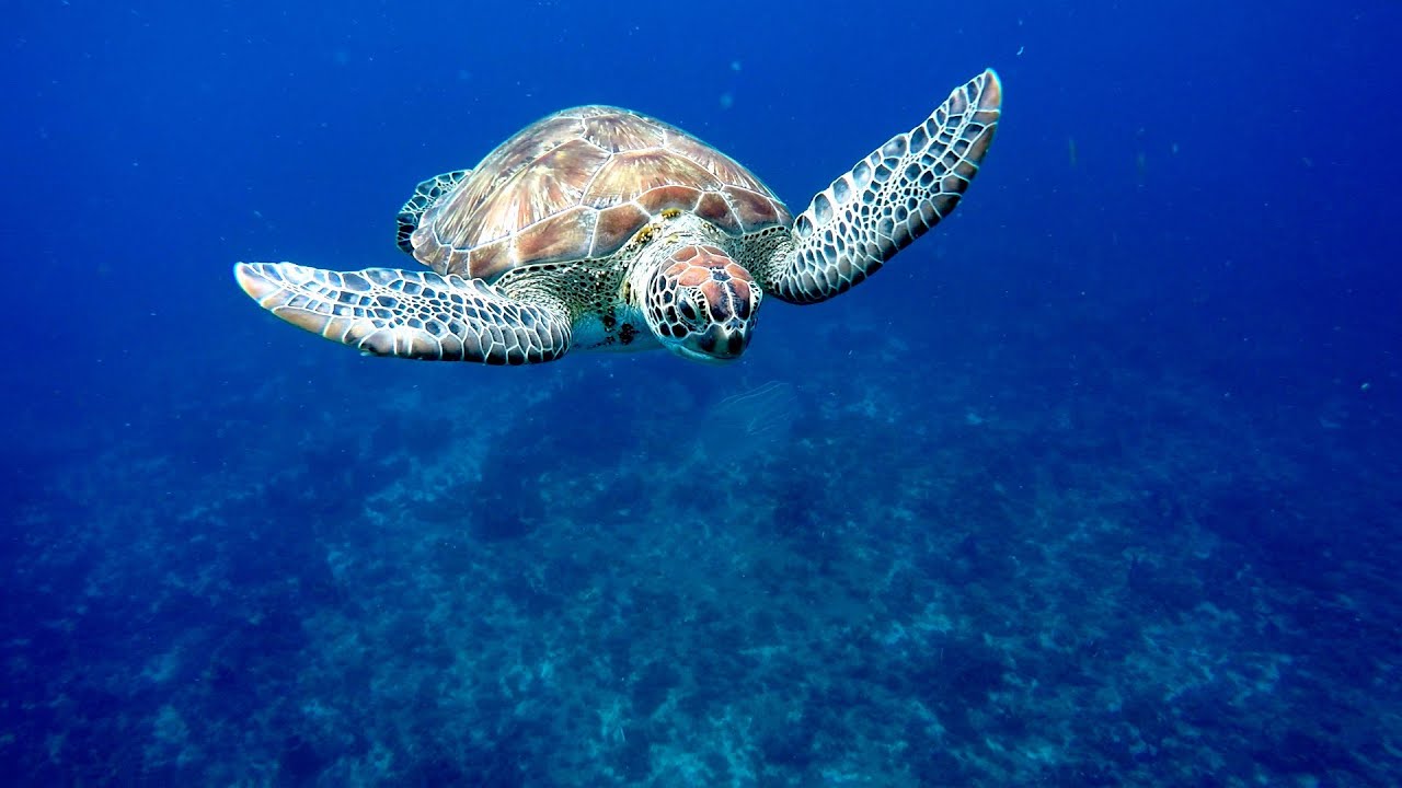 Swimming with Sea Turtles, Turtle Bay, Martinique. Caribbean sea.