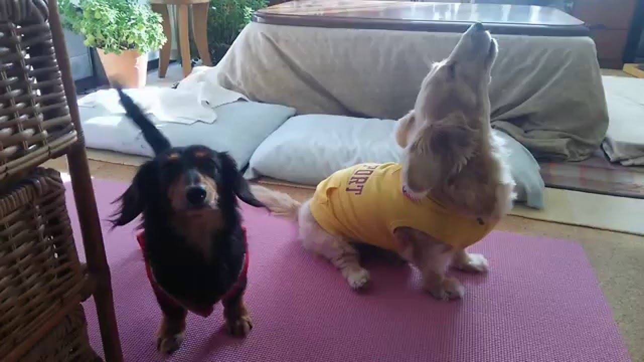 Miniature Dachshund Howling and Barking ミニチュアダックスの遠吠えとワンワン吠え