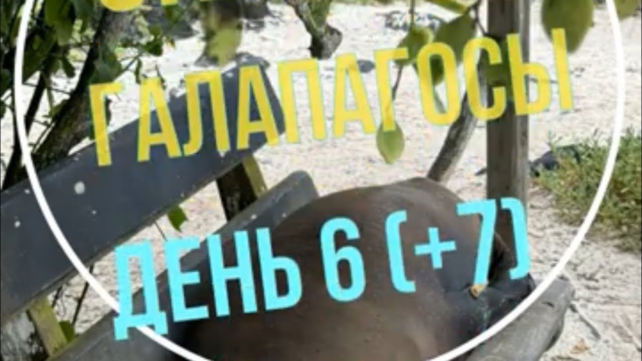 Эквадор - Галапагосы - День 6, Флореана, отъезд (7/7)