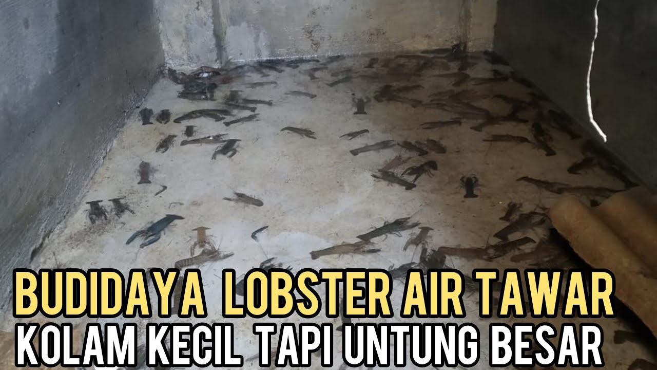 CARA SUKSES BUDIDAYA LOBSTER AIR TAWAR AGAR UNTUNG BESAR