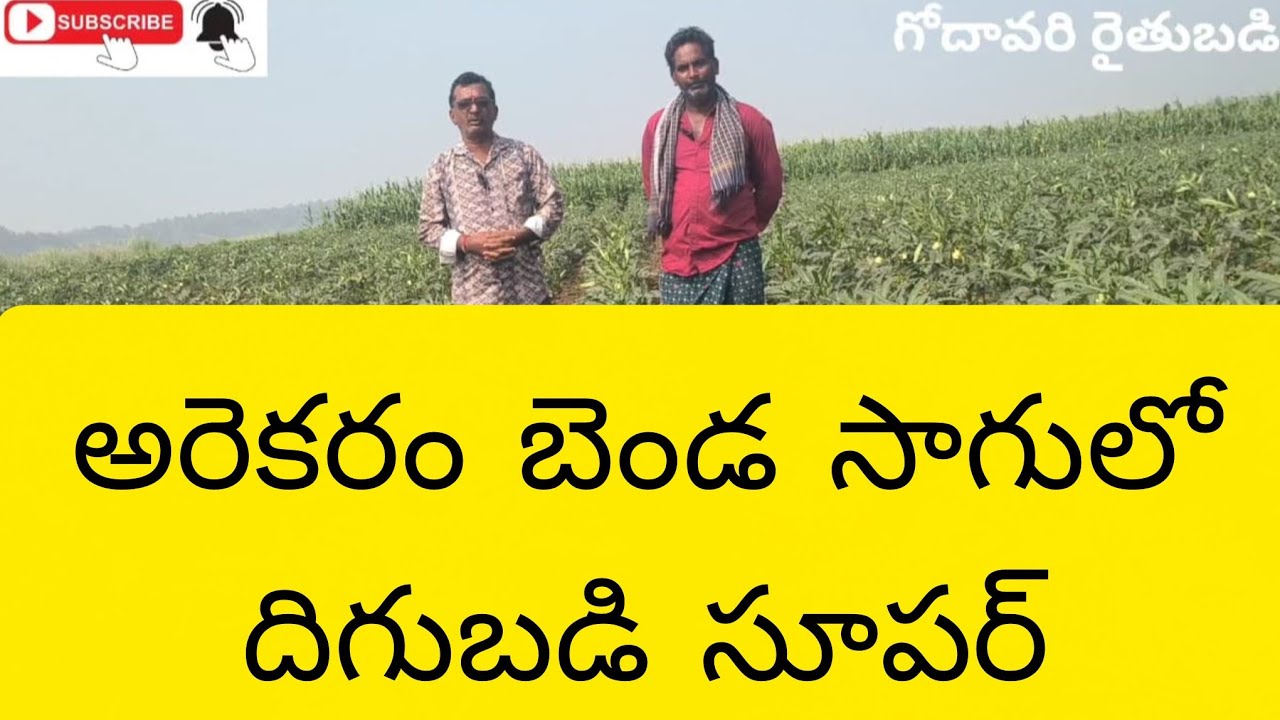 Ladys finger cultivation |godavari raitubadi| #bendasagu#godavariraitubadi