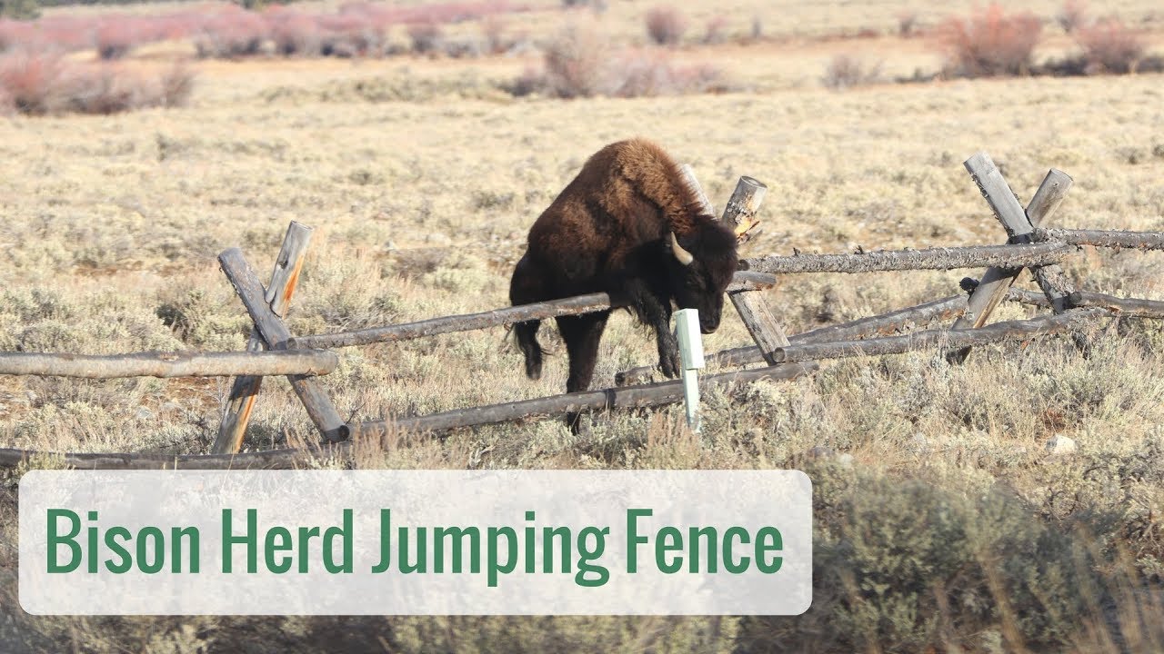 Wonderful Wyoming Wildlife - Bison Jumping Fence