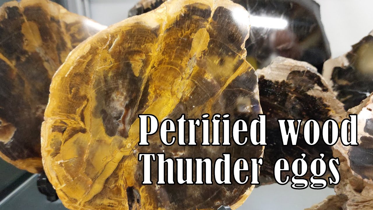 Giant petrified wood collection, also agates and thunder eggs (from New Zealand)
