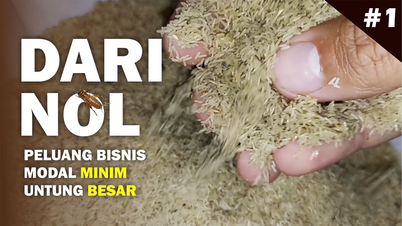 CARA PENETASAN TELUR JANGKRIK YANG MUDAH DAN MURAH!!!
