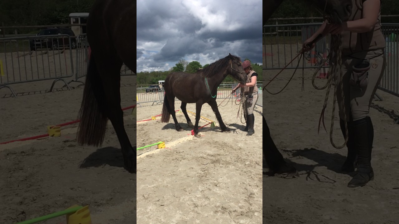 2017.05.14 - Finale D&eacute;partementale Nord Equifeel - vid&eacute;o 38