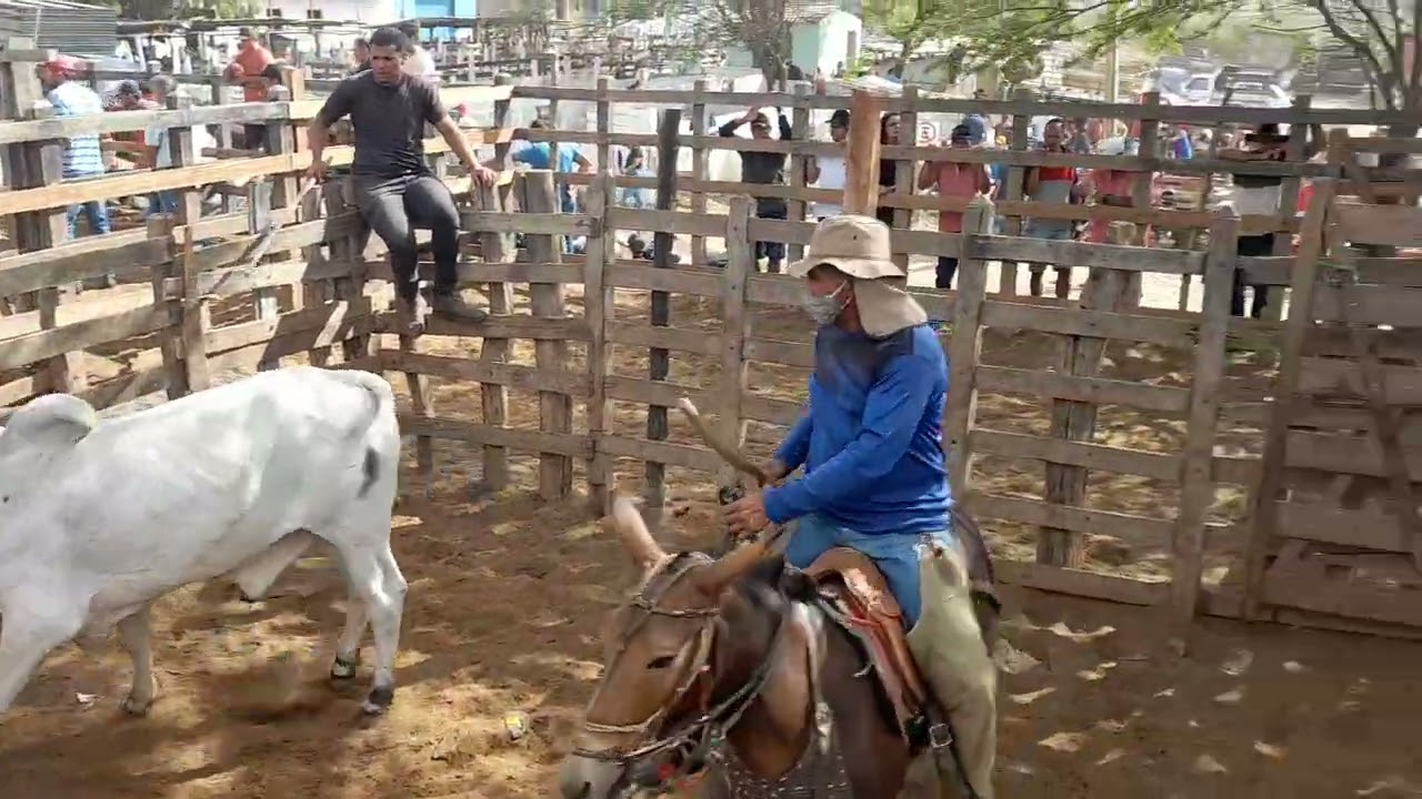 Embarcando o gado na Feira de gado em tabira PE 