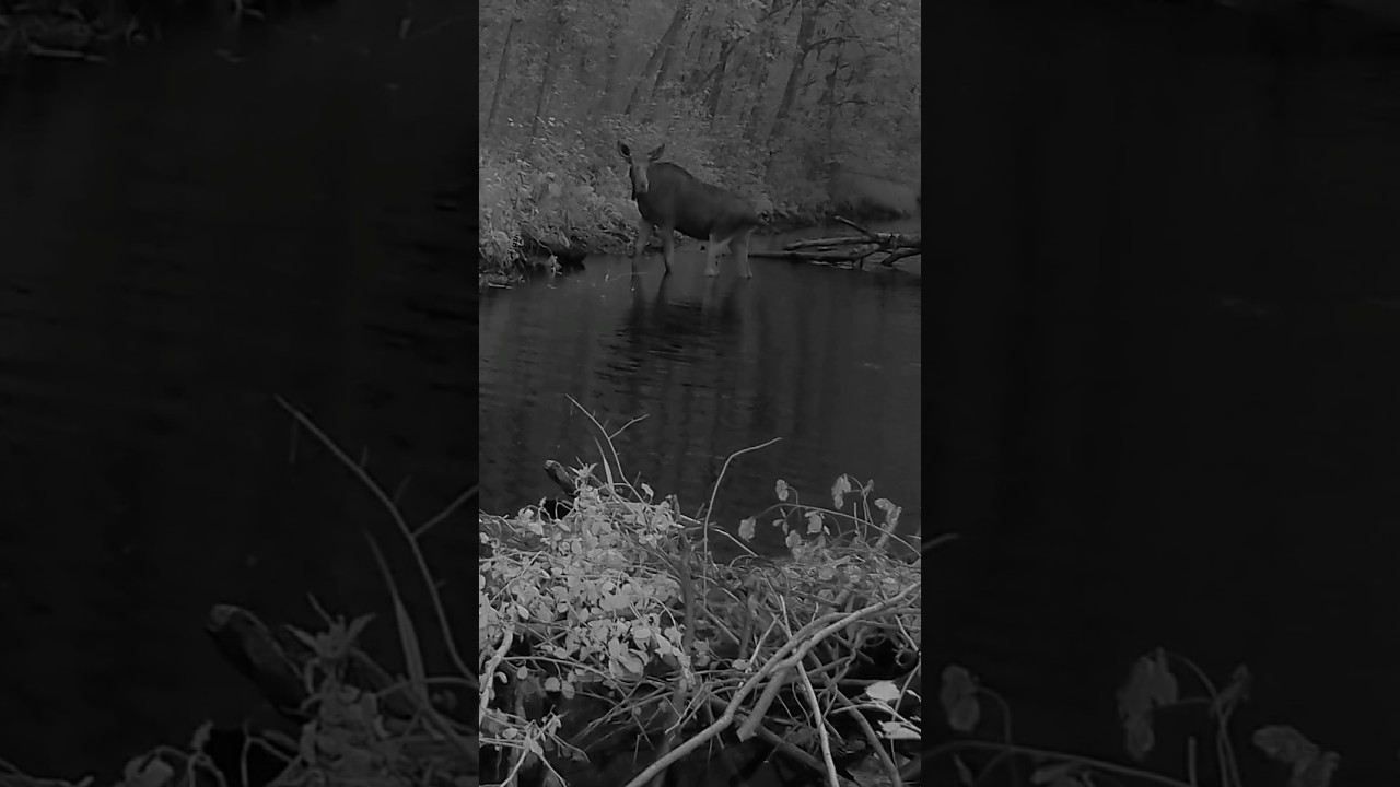 P&otilde;der | European moose (Alces alces)  #wildlife #trailcam #naturelovers #wilderness #wildanimals