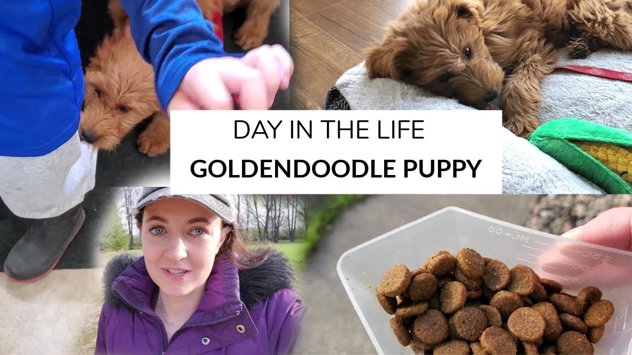 DAILY PUPPY ROUTINE | 12 week Goldendoodle Puppy