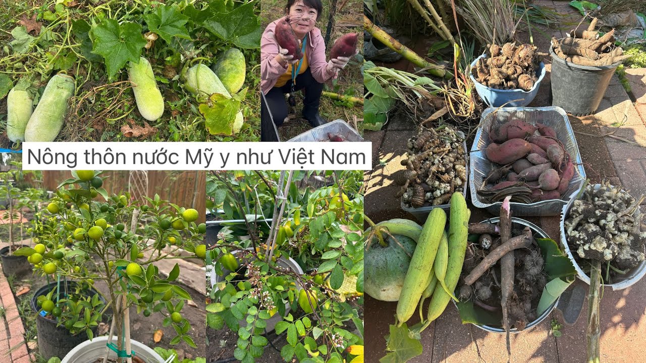 Nông thôn nước Mỹ .y như Việt Nam. Thu hoạch mía , khoai mì.khoai lang  ,và nhiều loại  vv❤️🥰🍑🌴# 680