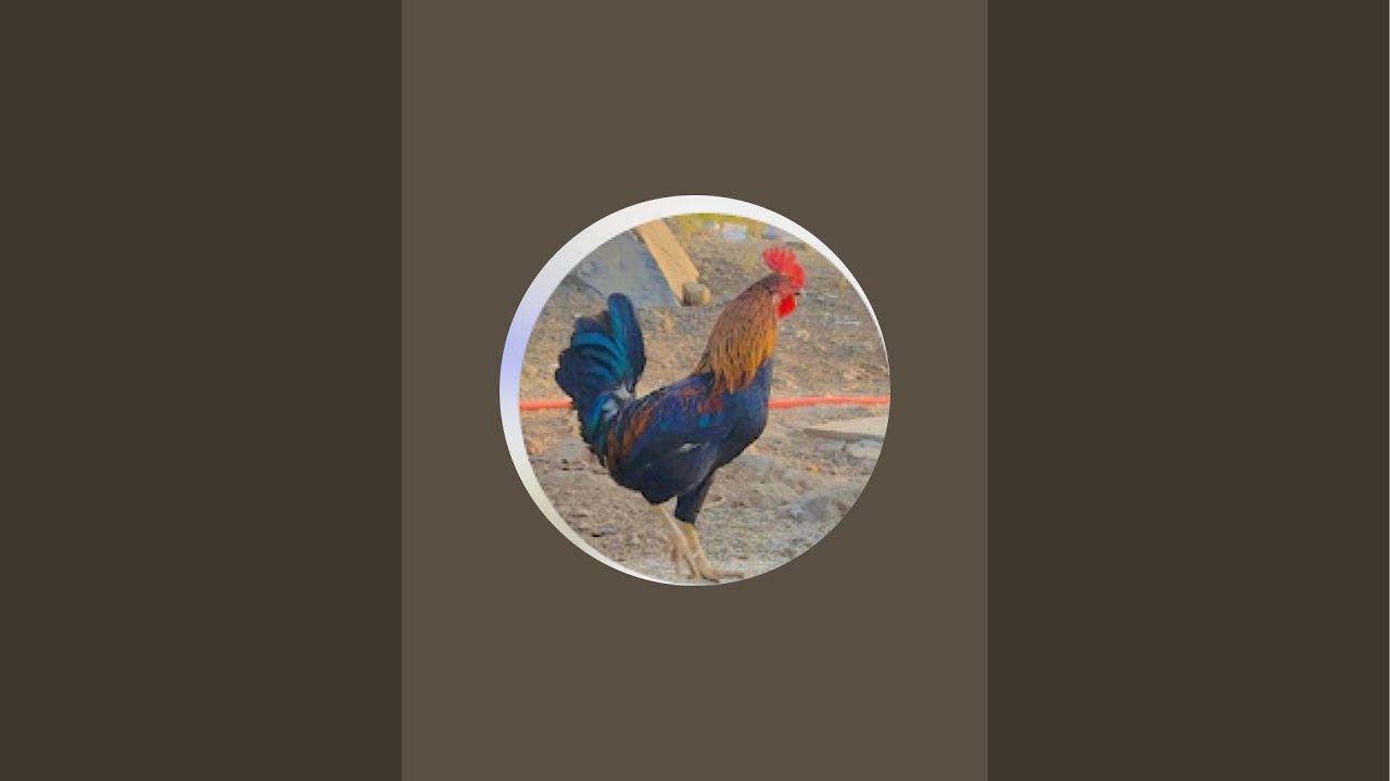 Tejas Rajput Gavran Farm is live #live #cricket #cricketlover #viral #funny ￼