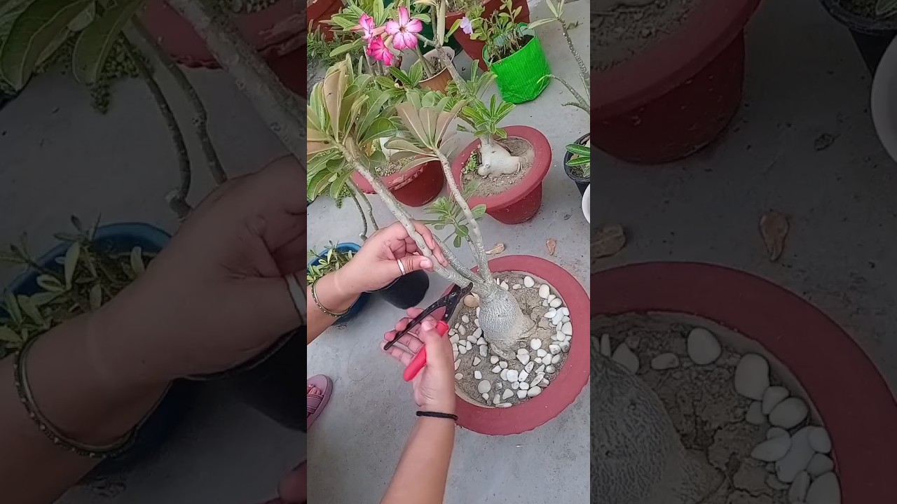 Adenium plant hard pruning #adenium #pruning