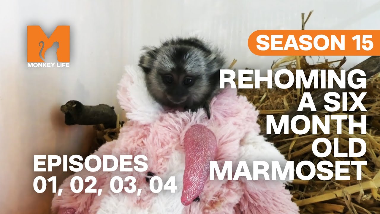Six Month Old Marmoset Finds A Home in Monkey Life | S15 E01, 02, 03 & 04 | Full Episodes