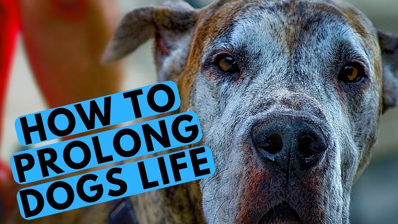 TOP 10 Tips - How to Make Your Dog Live Longer