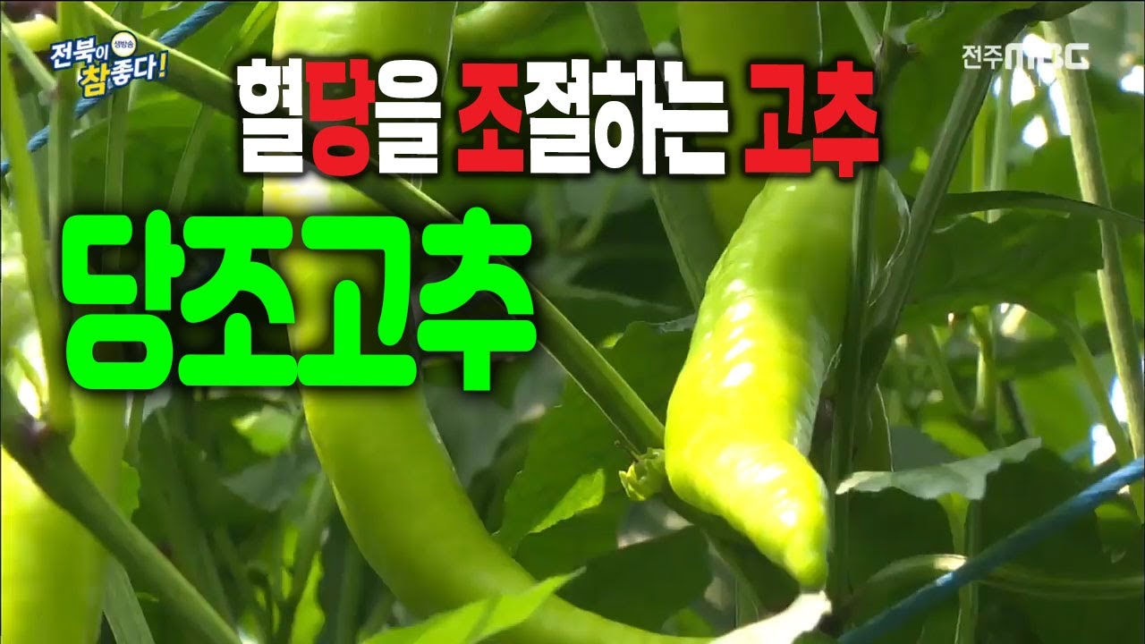 혈당조절되는 당조고추