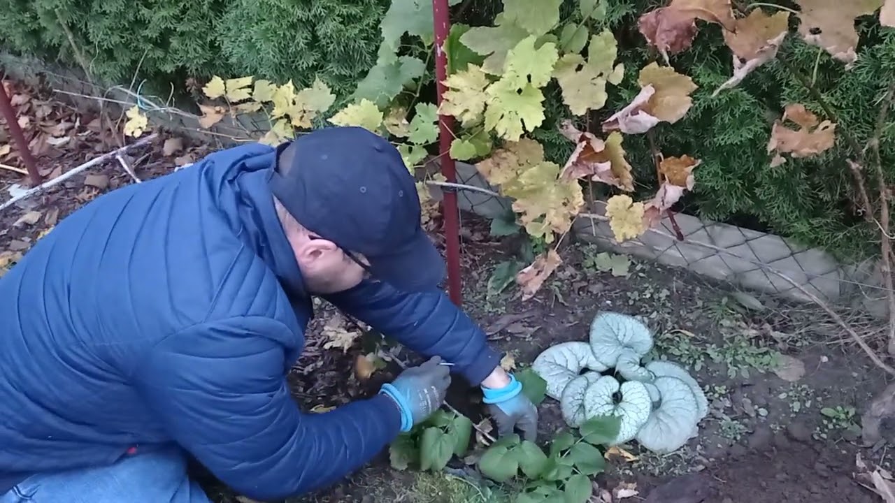 Jak rozmnożyć jeżynę, malinojeżynę  na przykładzie maliny czarnej.