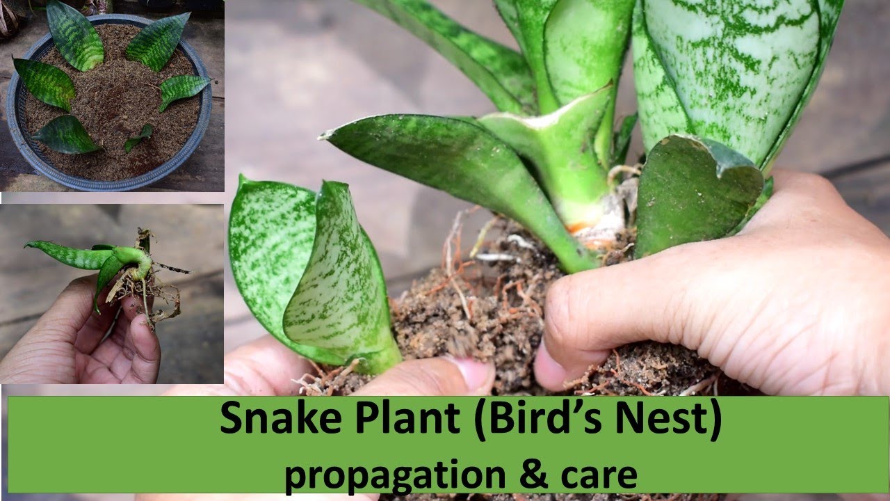 How to grow Snake plant, Propagation and care ( Bird's Nest | Sansevieria hahnii) | සෙන්සවේරියා