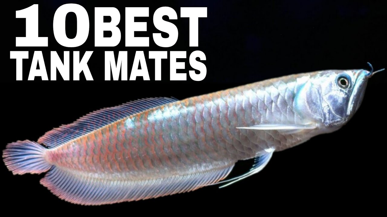 Silver Arowana Fish Tank Mates
