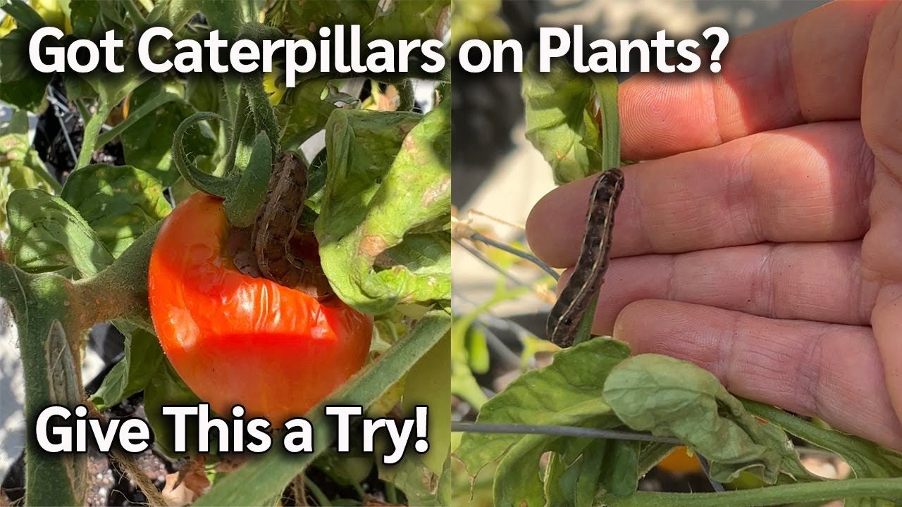 How to Get Rid Of Caterpillars Without Using Pesticide| Pest Control Quick Tip