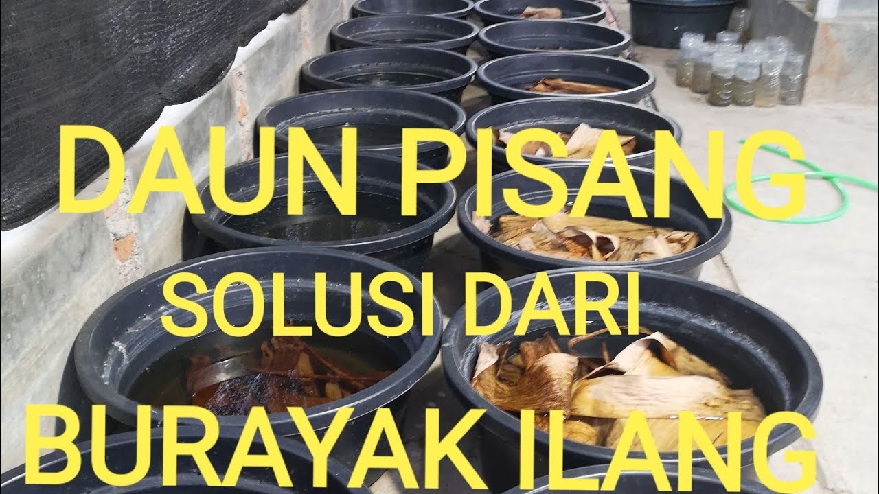 Burayak aman pake daun pisang ??