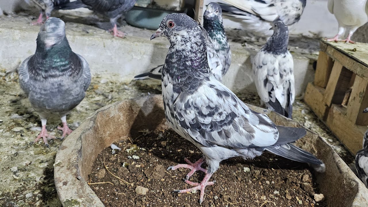 ❤️🕊🕊KGN pigeon loft Gautam  is live🕊🕊❤️