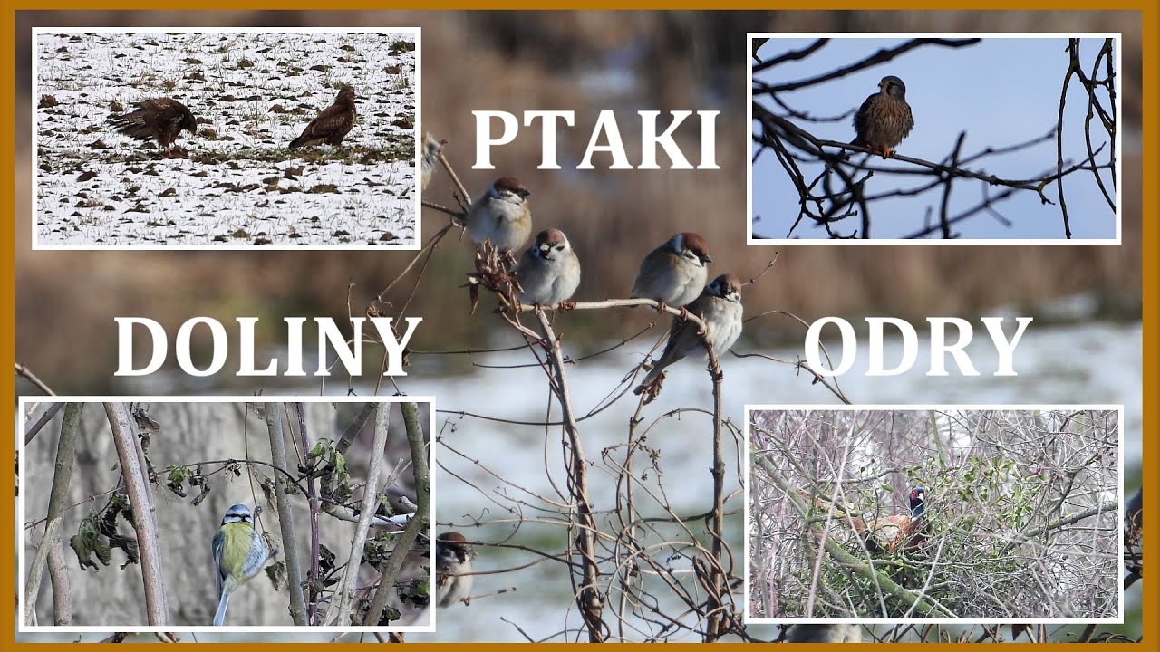 Ptaki doliny Odry / 3