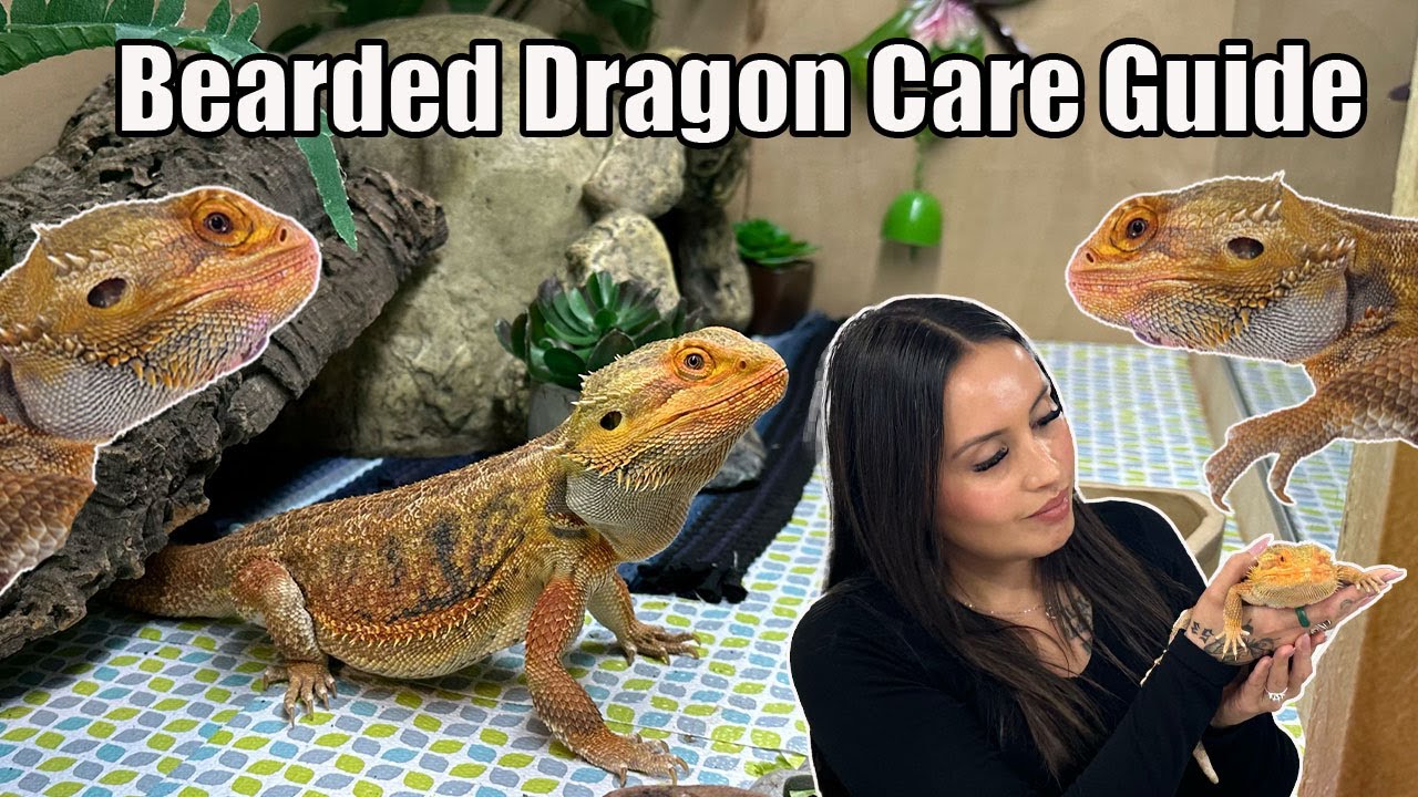 Bearded Dragon Care Guide | How to care for a bearded dragon