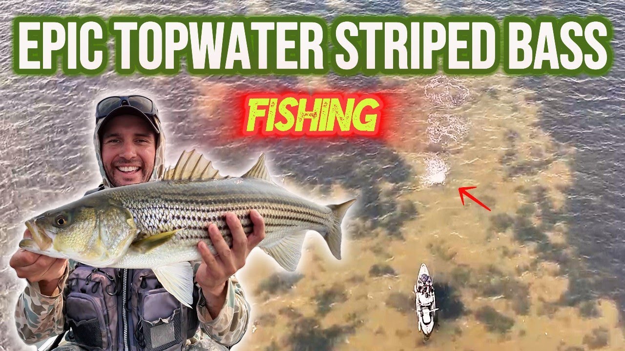 EPIC Topwater Fishing! Striped Bass Blitz Chaos + Insane Drone Footage!